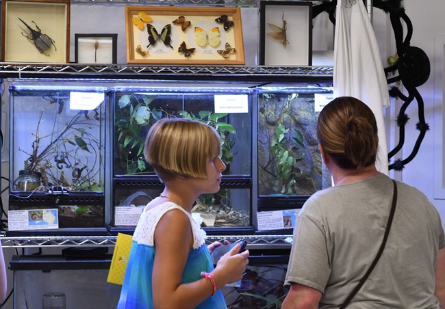 The Bohart Museum's petting zoo, which includes Madagascar hissing cockroaches, walking sticks, and tarantulas, is a favorite among Bohart visitors. (Photo by Kathy Keatley Garvey)
