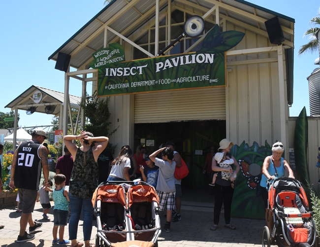 Visitors coming and going in the California State Fair's Insect Pavilion. (Photo by Kathy Keatley Garvey)