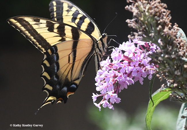 The gravid Western tiger swallowtail looks up from the butterfly bush. (Photo by Kathy Keatley Garvey)