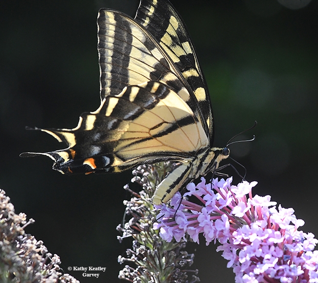 This image of the gravid Western tiger swallowtail shows the enlarged abdomen. (Photo by Kathy Keatley Garvey)