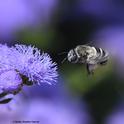 First of four images: A digger bee, Anthophora urbana, heads for a Ageratum houstonianum 'Blue Horizon' at the Sunset Gardens, Sonoma Cornerstone. (Photo by Kathy Keatley Garvey)