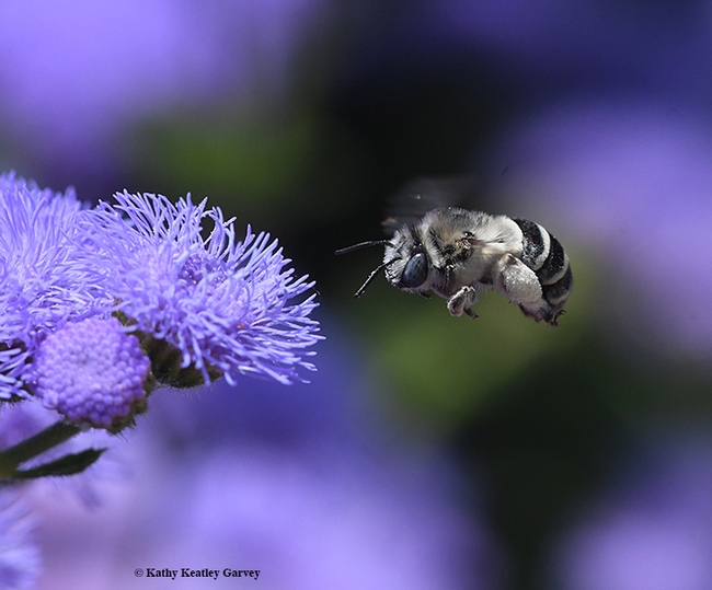 Second of four images: A digger bee, Anthophora urbana, heads for a Ageratum houstonianum 'Blue Horizon' at the Sunset Gardens, Sonoma Cornerstone. (Photo by Kathy Keatley Garvey)