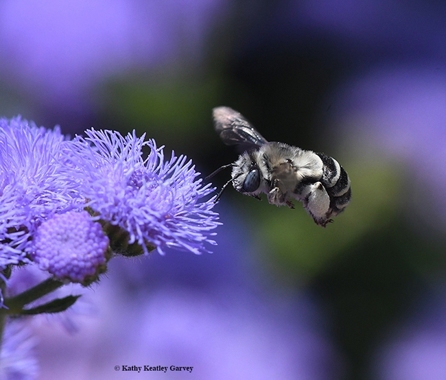 Third of four images: A digger bee, Anthophora urbana, heads for a Ageratum houstonianum 'Blue Horizon' at the Sunset Gardens, Sonoma Cornerstone. (Photo by Kathy Keatley Garvey)