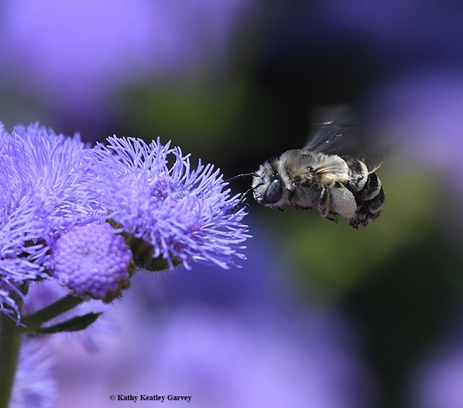 Fourth of four images: A digger bee, Anthophora urbana, heads for a Ageratum houstonianum 'Blue Horizon' at the Sunset Gardens, Sonoma Cornerstone. (Photo by Kathy Keatley Garvey)