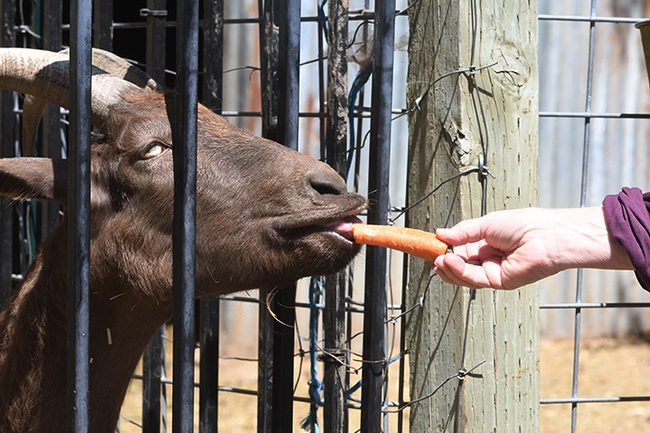 A goat at the Morningsun Herb Farm readily accepts a carrot. (Photo by Kathy Keatley Garvey)