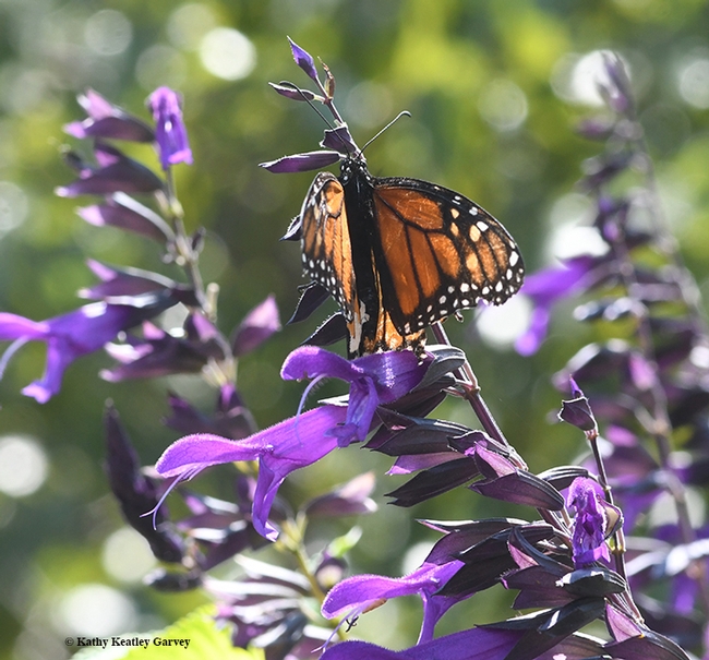 The monarch stretches his wings. (Photo by Kathy Keatley Garvey)