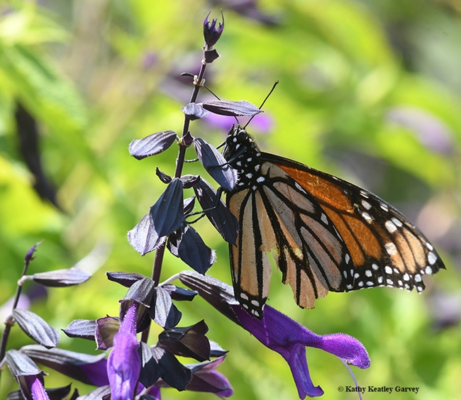 Side view shows just how tattered and torn this male monarch is. (Photo by Kathy Keatley Garvey)