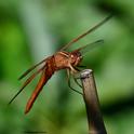 A flame skimmer dragonfly (Libellula saturata) perches on a bamboo stake in a Vacaville pollinator garden. (Photo by Kathy Keatley Garvey)