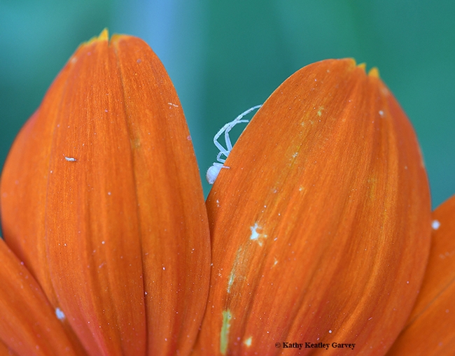 Yes, we can see you. A crab spider on Mexican sunflower (Tithonia). (Photo by Kathy Keatley Garvey)