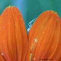 Yes, we can see you. A crab spider on Mexican sunflower (Tithonia). (Photo by Kathy Keatley Garvey)