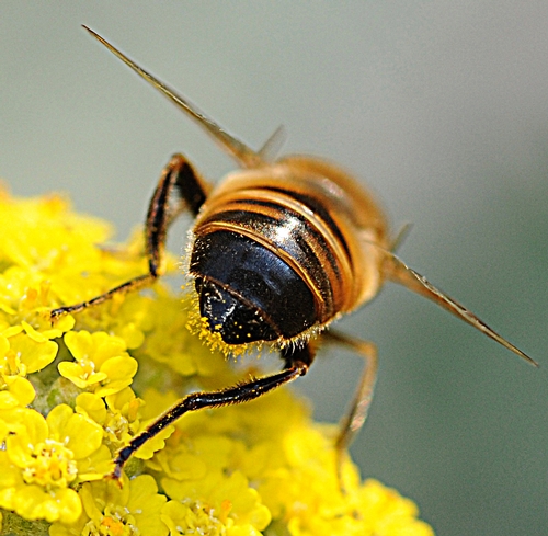 Yellow Pollen