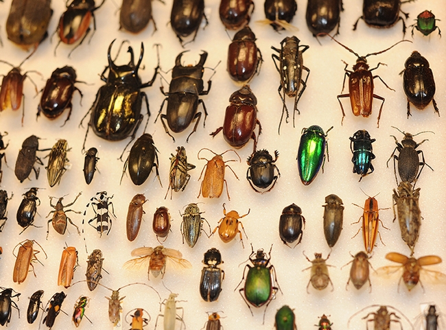 This is part of the beetle collection at the Bohart Museum of Entomology. (Photo by Kathy Keatley Garvey