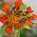Longhorned bees--Melissodes (possibly M. robustior) slumbering on a Mexican sunflower. (Photo by Kathy Keatley Garvey)