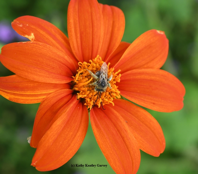 This male longhorned bee is sleeping alone on a Mexican sunflower. (Photo by Kathy Keatley Garvey)