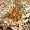 The woodlouse spider, Dysderca crocata, is neither a new species nor deadly, contrary to a Facebook hoax disguised as a public service announcement. (Photo by Michel Vuijlsteke, courtesy of Wikipedia)