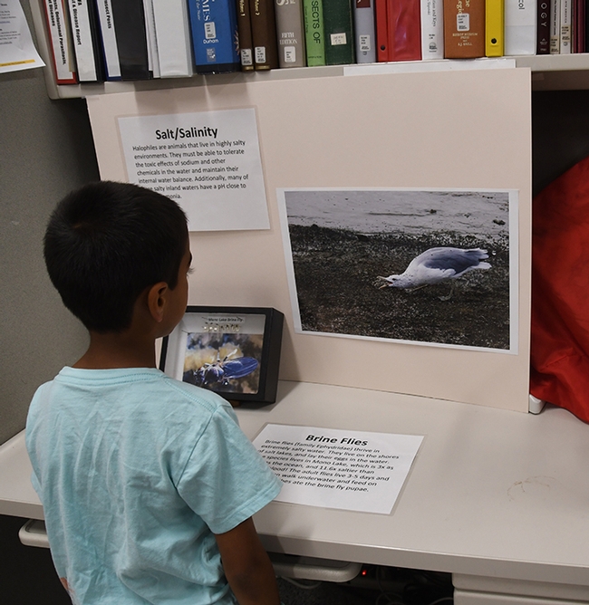 Rohan Jagadeesan, 6, of Folsom, reads all about insects who thrive in a salty habitat. (Photo by Kathy Keatley Garvey)