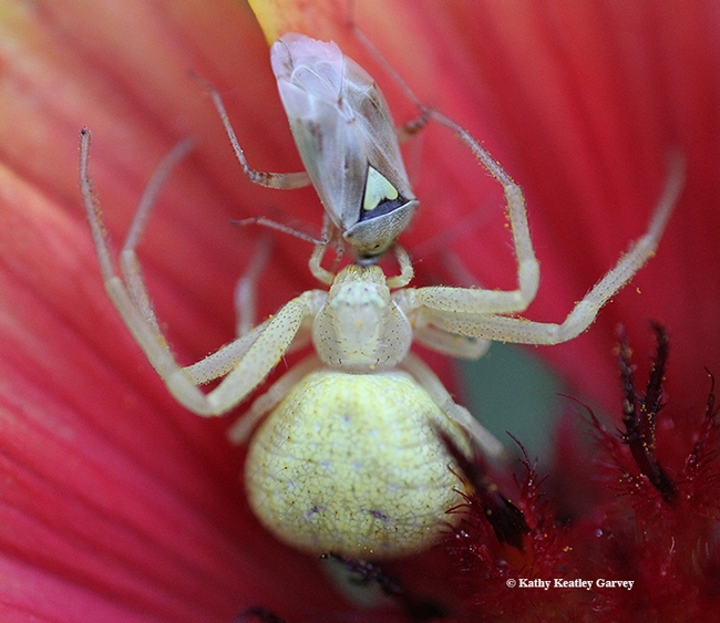A crab spider snares a Lygus bug. Emily Bick, for her doctorate, is behaviorally manipulating a pesticide-resistant insect (Lygus spp.) away from high-value horticultural crops using a push-pull strategy. (Photo by Kathy Keatley Garvey)