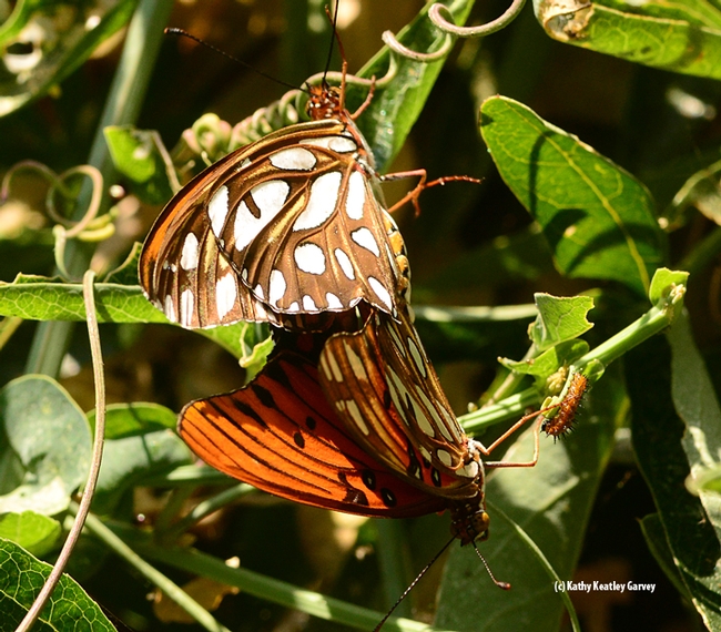 Photo Two: The Gulf Fritillaries begin to spread their wings. (Photo by Kathy Keatley Garvey)