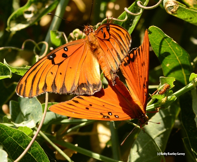 Photo Three: The reddish-orange wings of the Gulf Fritillaries are stunning. (Photo by Kathy Keatley Garvey)