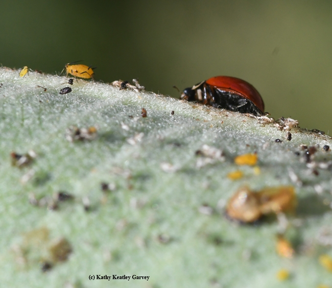 A lady beetle, aka ladybug, tracks down more prey. (Photo by Kathy Keatley Garvey)