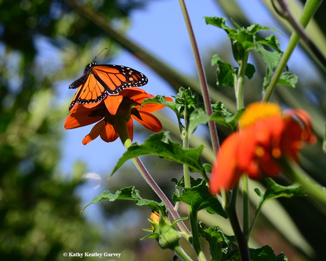 A male monarch on Mexican sunflower (Tithonia) on Aug. 30 in a Vacaville pollinator garden. (Photo by Kathy Keatley Garvey)
