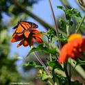 A male monarch on Mexican sunflower (Tithonia) on Aug. 30 in a Vacaville pollinator garden. (Photo by Kathy Keatley Garvey)