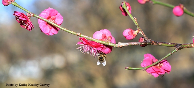 A honey bee takes a liking to a red Japanese apricot, Prunus mume 