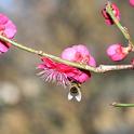 A honey bee takes a liking to a red Japanese apricot, Prunus mume 