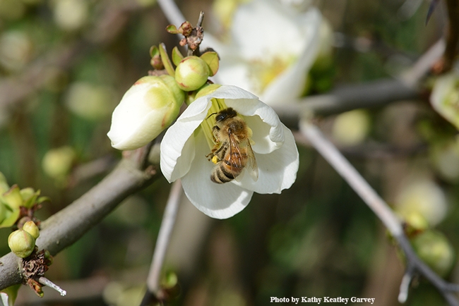 A honey bee nectaring on an almond blossom at the UC Davis Arboretum and Public Garden. (Photo by Kathy Keatley Garvey)