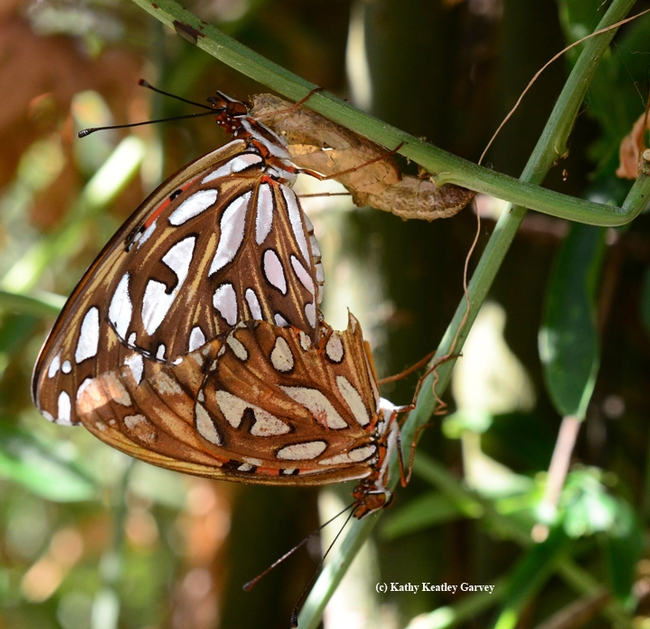 Two Gulf Fritillary butterflies become one. (Photo by Kathy Keatley Garvey)