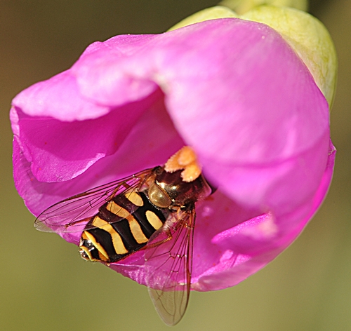 THE BRIGHTLY COLORED syrphid fly inside an equally bright rock purslane blossom. (Photo by Kathy Keatley Garvey)