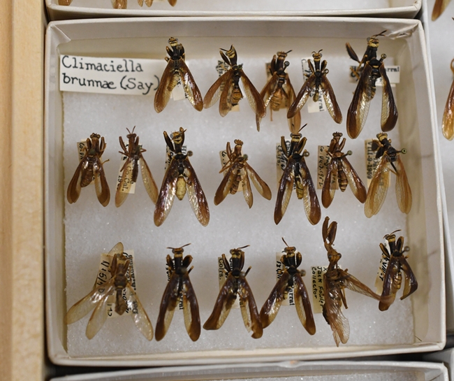 Part of the collection of mantidflies, Climaciella brunnea, at the Bohart Museum of Entomology. (Photo by Kathy Keatley Garvey)