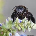 Don't bug me, I'm trying to wake up. This female Valley carpenter bee, Xylocopa varipuncta, peers over a blue spike salvia (Salvia uliginosa) blossom. (Photo by Kathy Keatley Garvey)