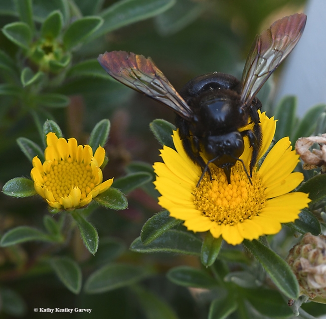 The metallic wings of the female Valley carpenter bee gleam in the sun as she sips nectar from gold coin, Asteriscus maritimus. (Photo by Kathy Keatley Garvey)