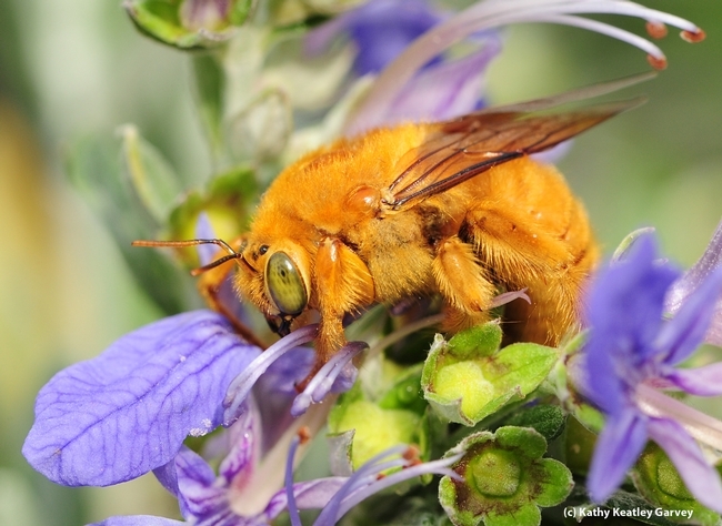 This is the male Valley carpenter, Xylocopa varipuncta,  bee on germander. (Photo by Kathy Keatley Garvey)