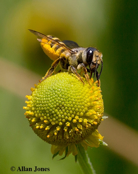 A female leafcutter bee, Megachile fidelis. on sneezeweed, Helenium autumnale. (Copyrghted photo by Allan Jones, used with permission)