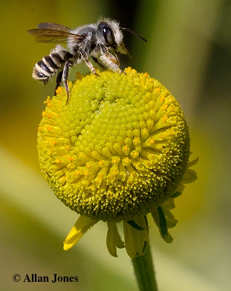 A male leafcutter bee, Megachile fidelis. on sneezeweed, Helenium autumnale. (Copyrghted photo by Allan Jones, used with permission)