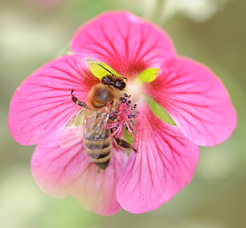 HONEY BEE gathers nectar from a cape mallow blossom at the Haagen-Dazs Honey Bee Haven. (Photo by Kathy Keatley Garvey)