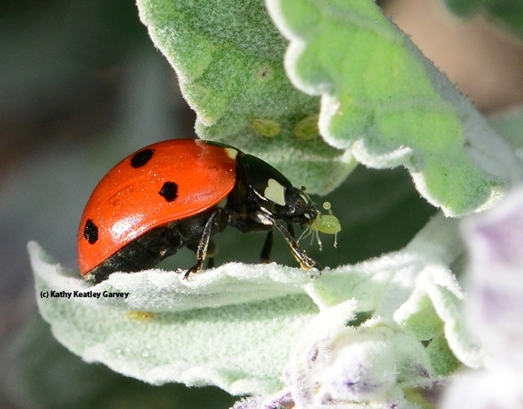 Close-up of a lady beetle snagging an aphid. (Photo by Kathy Keatley Garvey)