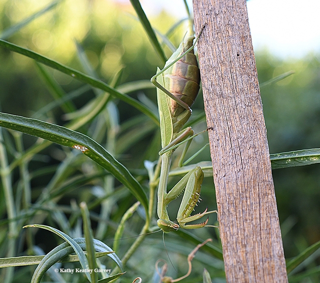 This looks like a good spot. This praying mantis, Stagmomantis limbata, is native to North America. (Photo by Kathy Keatley Garvey)