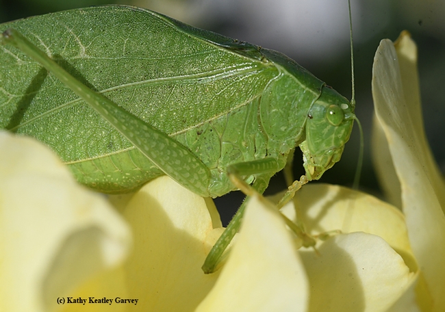 Close-up of the fork-tailed bush katydid. (Photo by Kathy Keatley Garvey)