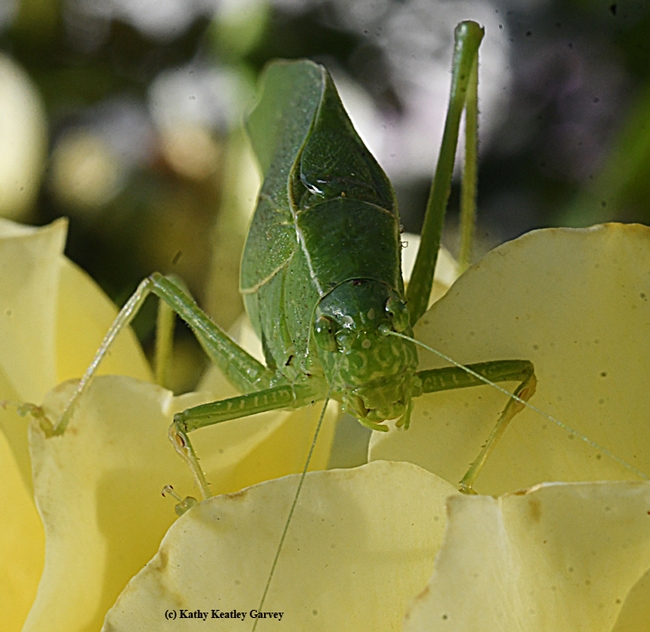 Eye-to-eye with a fork-tailed bush katydid.(Photo by Kathy Keatley Garvey)