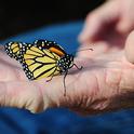 Many senior citizens who develop new hobbies (such as rearing monarch butterflies) believe this keeps their brain active and leads to greater enthusiasm for life. Supercentarian Jeanne Calment of France lived to be 122. One of her interests was playing the piano. (Photo by Kathy Keatley Garvey)