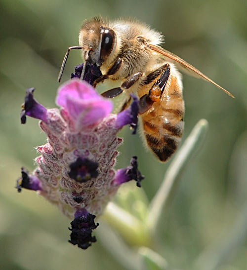 HONEY BEE foraging at the San Ysidro Ranch in Montecito. (Photo by Kathy Keatley Garvey)