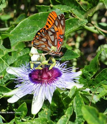 A Gulf Fritillary foraging on a lavender passionflower vine, genus Passiflora. This is the Gulf Frits' host plant, they lay their eggs only on Passiflora. (Photo by Kathy Keatley Garvey)