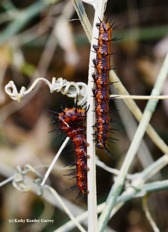 Gulf Fritillary caterpillars can skeletonize a passionflower vine quite rapidly. (Photo by Kathy Keatley Garvey)