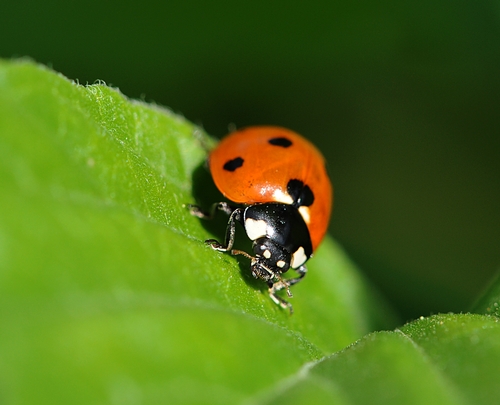 LADYBUG searches for aphids at the San Ysidro Ranch. (Photo by Kathy Keatley Garvey)