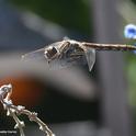 A variegated meadowhawk dragonfly, Sympetrum corruptum,in flight. (Photo by Kathy Keatley Garvey)