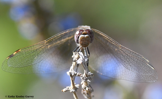 Eye to eye with a variegated meadowhawk dragonfly, Sympetrum corruptum. (Photo by Kathy Keatley Garvey)