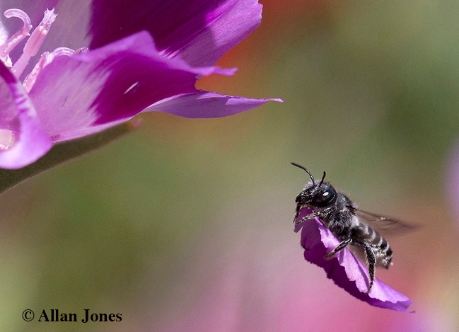 This winning image of a leafcutter bee, Megachile fidelis, showing the bee carrying a petal to her nest, won a spot in the international Insect Salon photo competition. (Photo by Allan Jones)